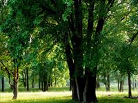 Land for sale in VPA City, Paota Shahpura, Jaipur