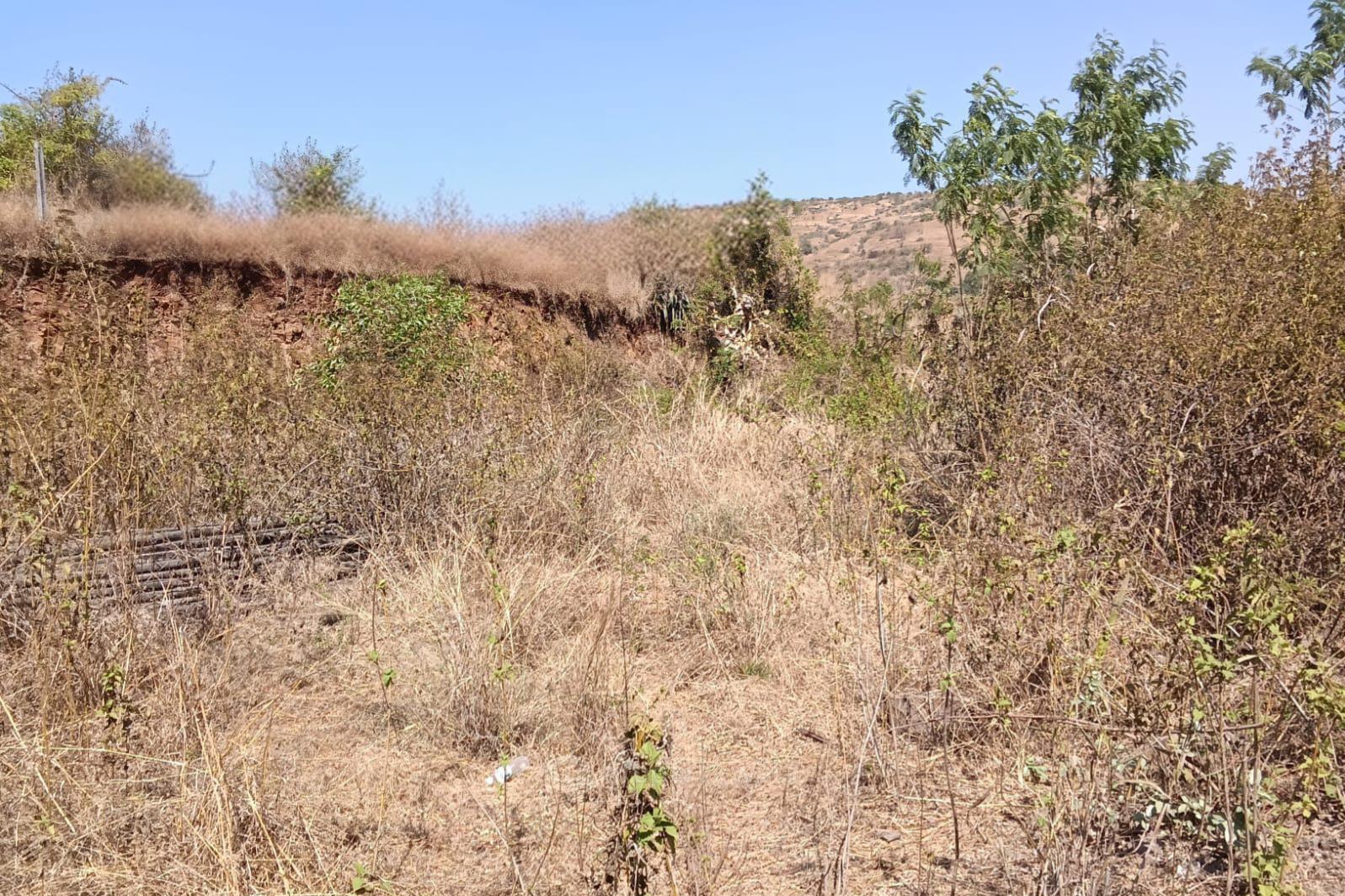 Plot view