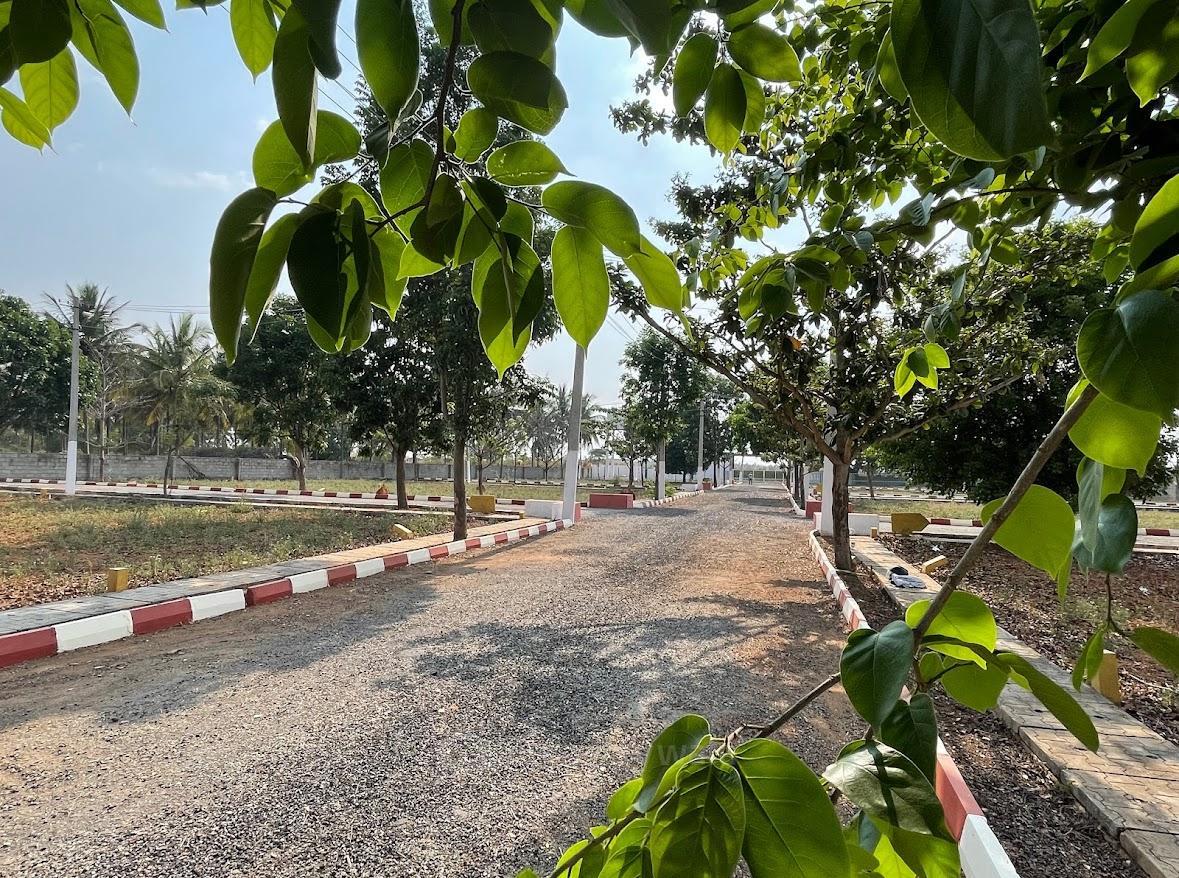 plot view