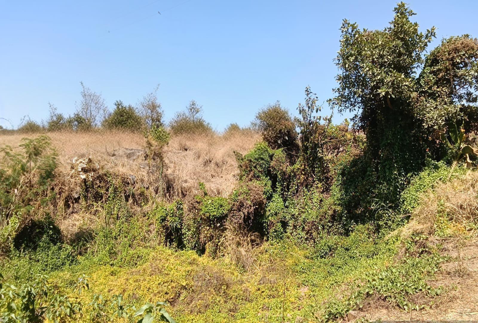 Plot view