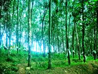 Agricultural Plot / Land for sale in Ayoor, Kollam