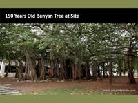Banyan Tree