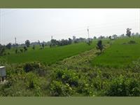 fully agriculture land sale at Pauha , Marra Santara patan 9 Acre