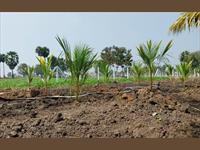 Agriculture land for sale in Acharapakkam chennai south