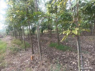 Agricultural Land for sale in Edlapadu, Guntur