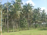 coconut farm is for sale near Pappampatti
