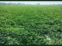 Agricultural Plot / Land for sale in Madhuranthagam, Chennai