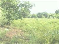 Agricultural Plot / Land for sale in Roha, Raigad