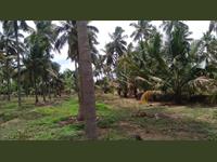 coconut farm is for sale near Kinathukadavu