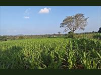 Agri Land for sale in Kanakapura Road area, Bangalore