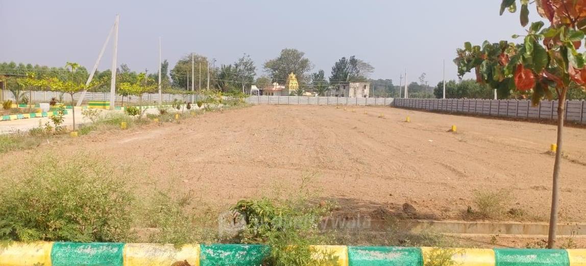 Plot View