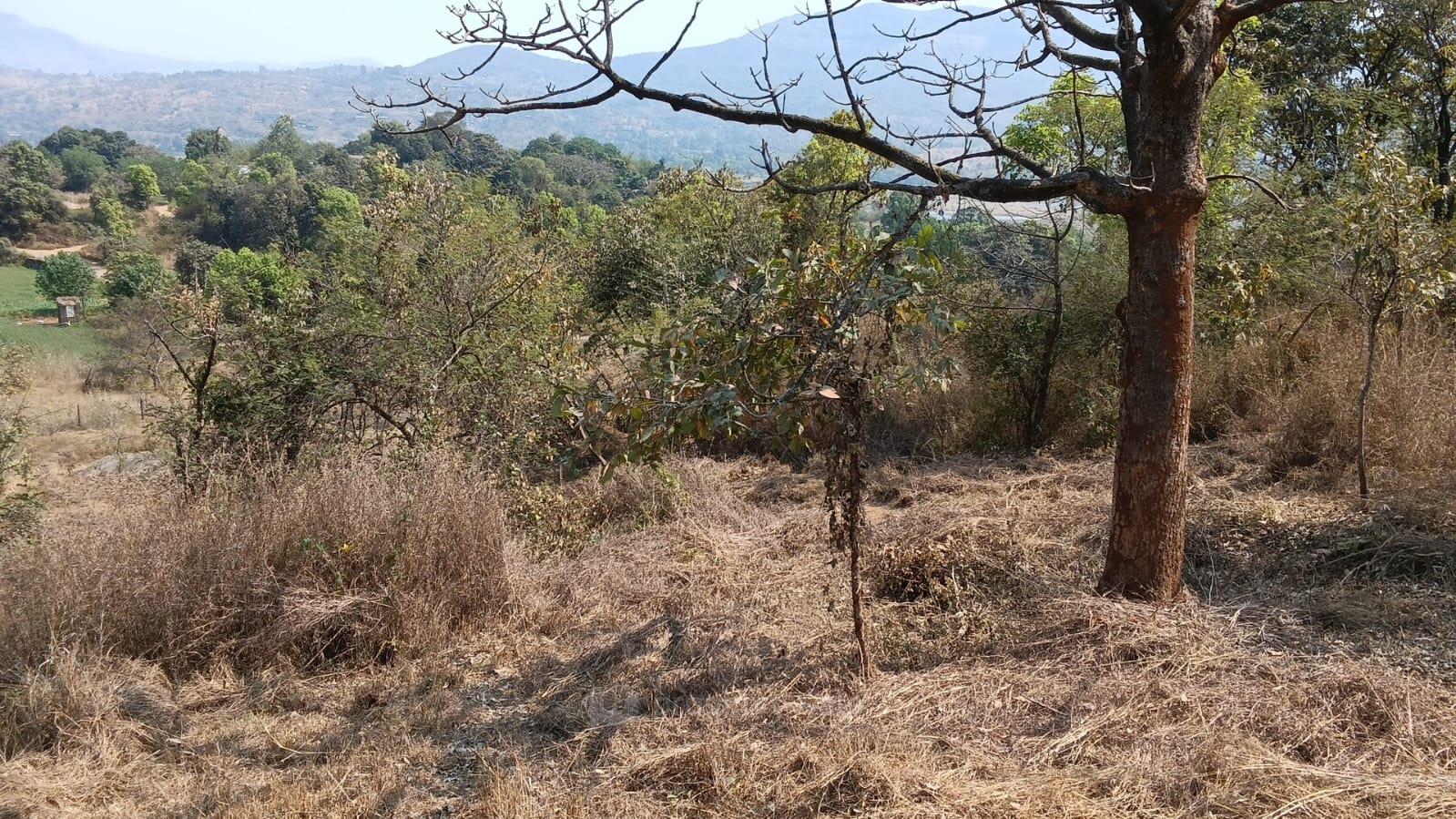 plot view