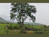 32 ACRE AGRICULTURE LAND For SALE - RED SOIL BEAUTIFUL LOCATION