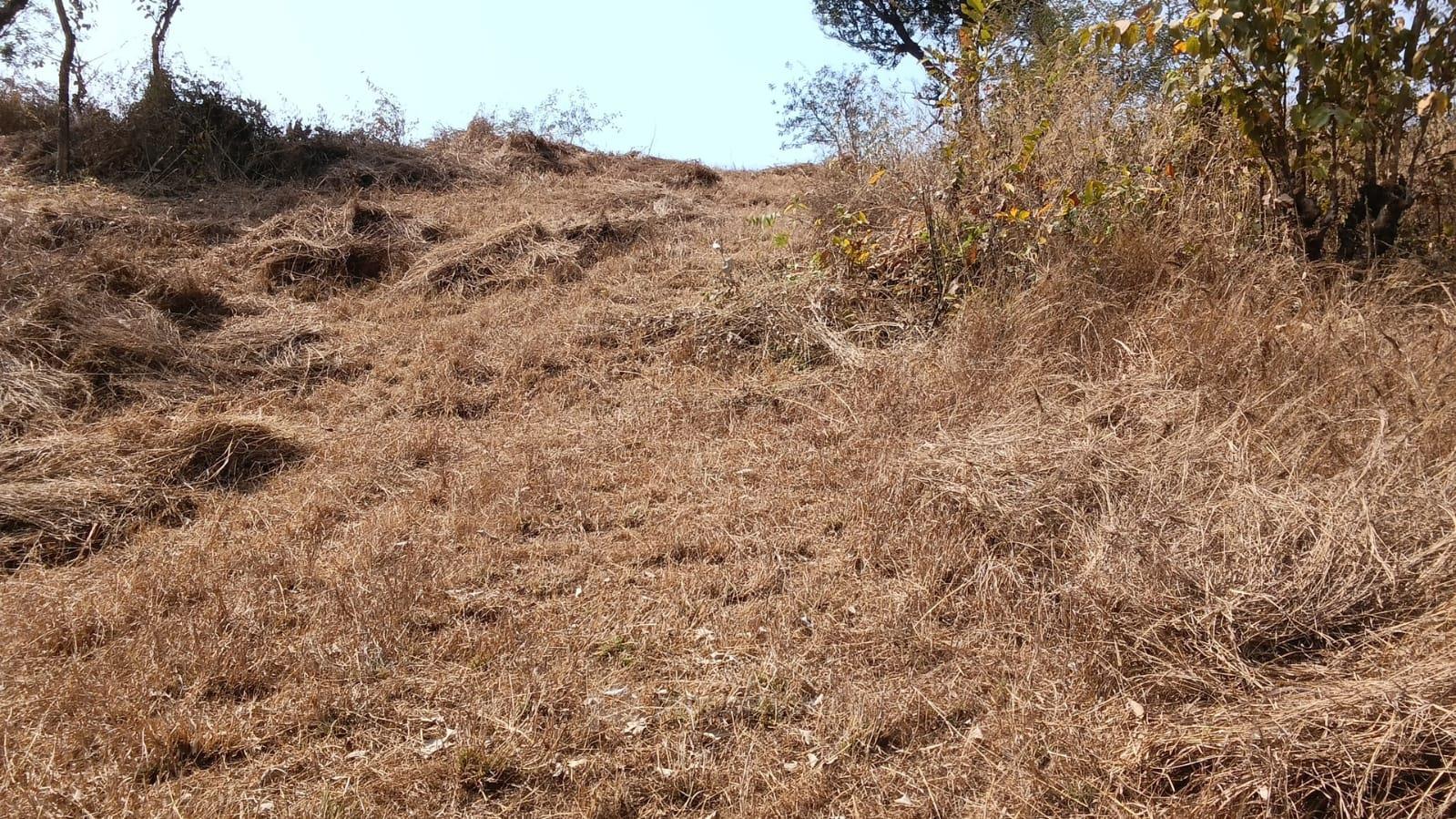 plot view