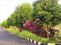 Land for sale in Dream Gardens, Bheemunipatnam, Visakhapatnam