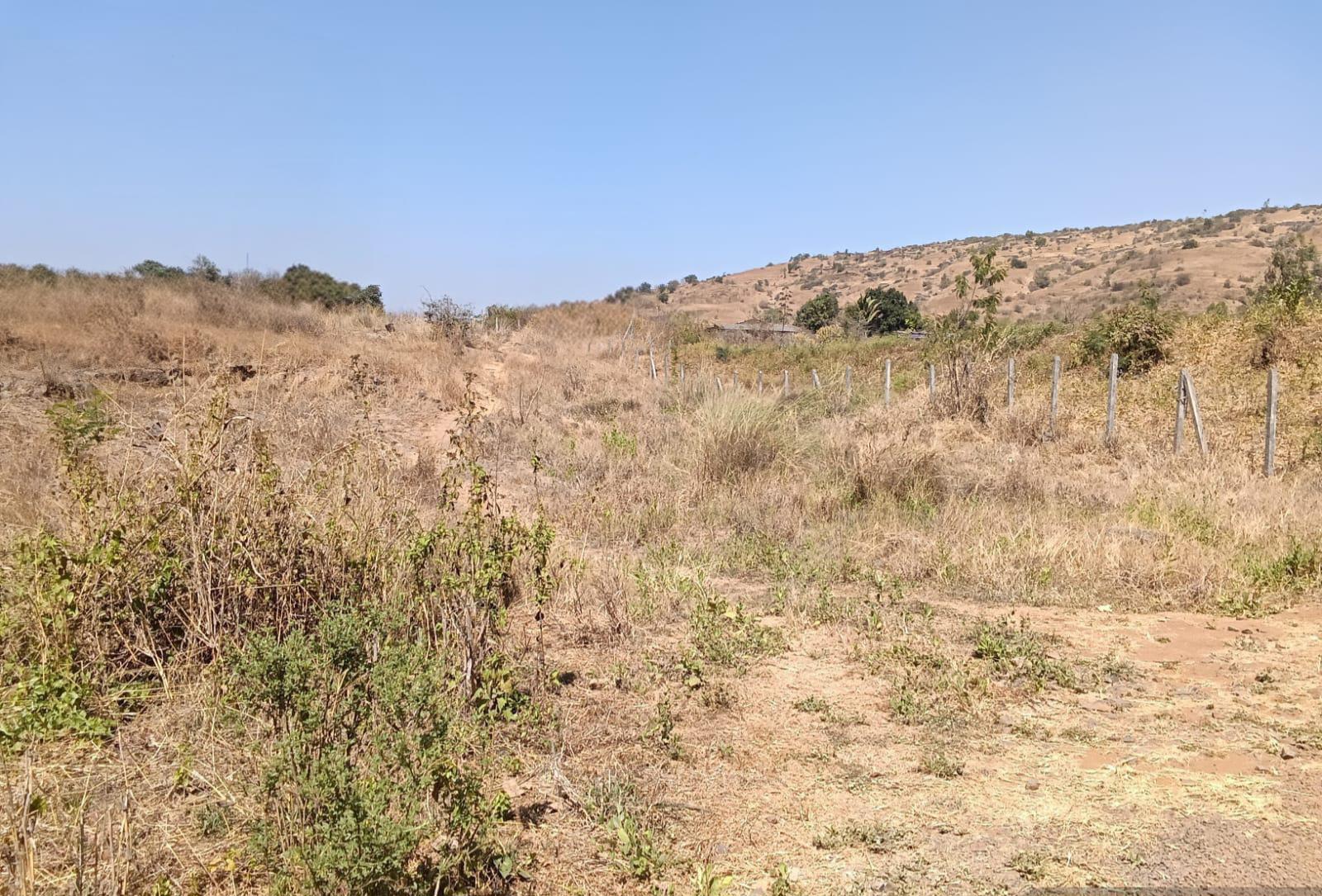 Plot view