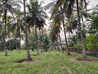 25 ACRES RIVERSIDE COCONUT FARM FOR SALE IN ERODE