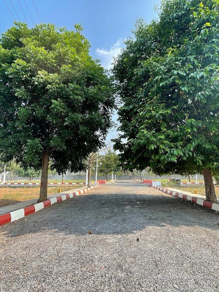plot view
