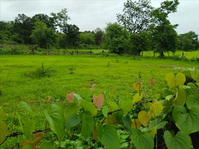 Agricultural Land for sale in Mangaon, Raigad