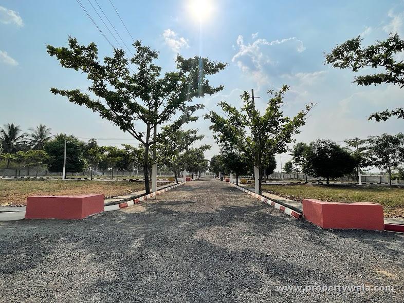 plot view