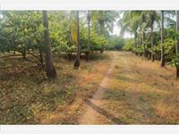 13 Acres Agricultural / Farm Land Available For Sale At Dahanu Road (E)