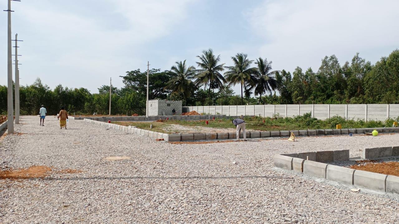 Plot View