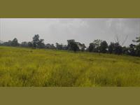 Agricultural land for sale in Roha - Raigad