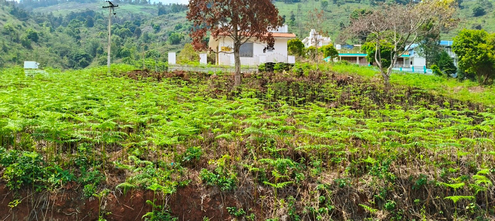 plot view