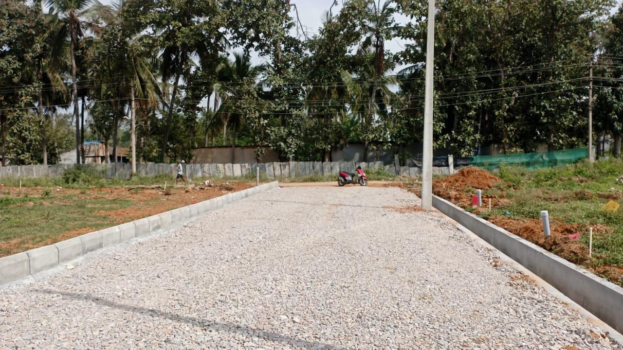 Plot View