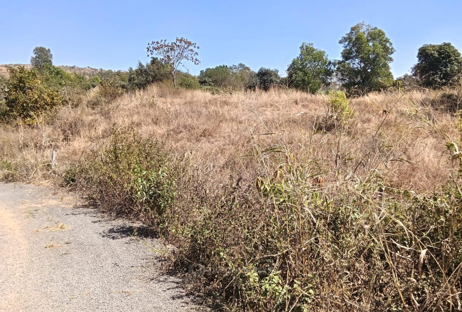 Plot view