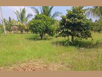 4 ACRE, COCONUT_MANGO_CHIKKU_AMLA FARM For SALE - RED SOIL BEAUTIFUL FARM