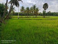 45 CENTS AGRI LAND FOR SALE IN PALAKKAD