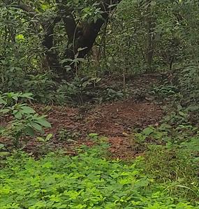 Residential Land for sale in Anjarakandy, Kannur