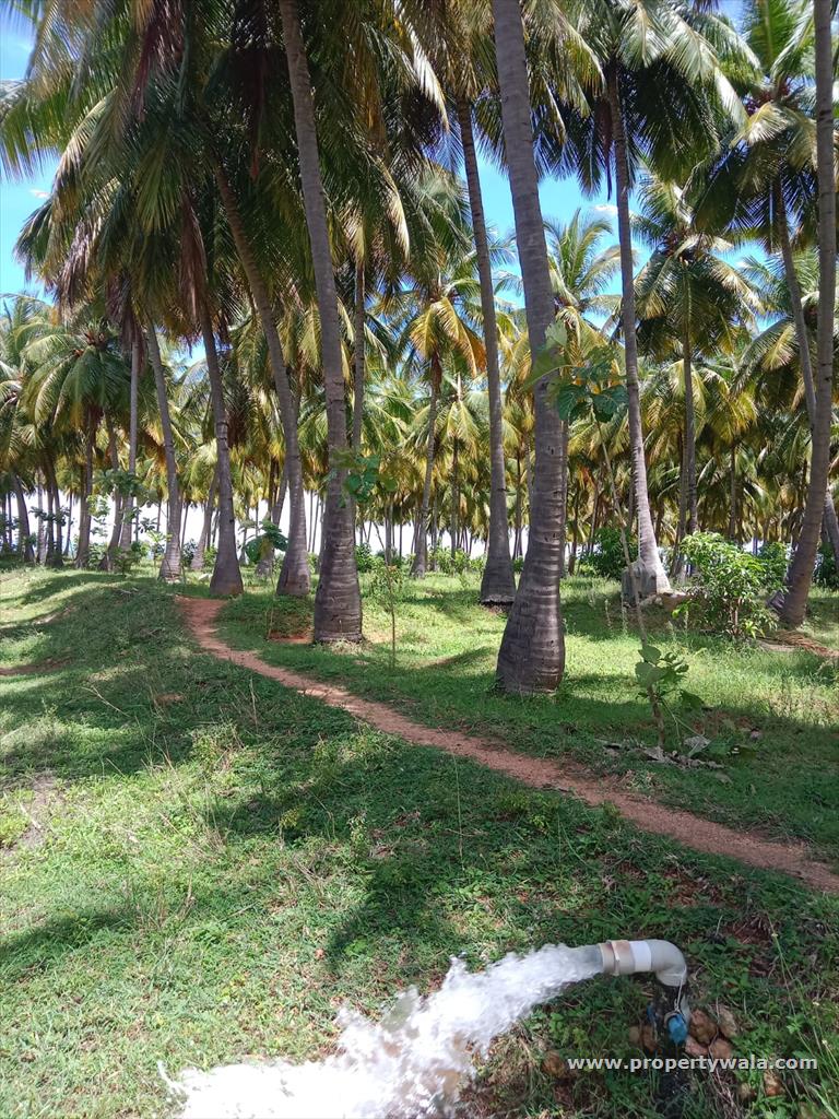 farm