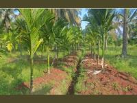 Agri Land for sale in Kanakapura Road area, Bangalore