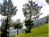 Residential Plot / Land for sale in Naldehra, Shimla