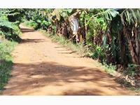 1 ACRE AGRICULTURE PROPERTY FOR SALE _ RED SOIL