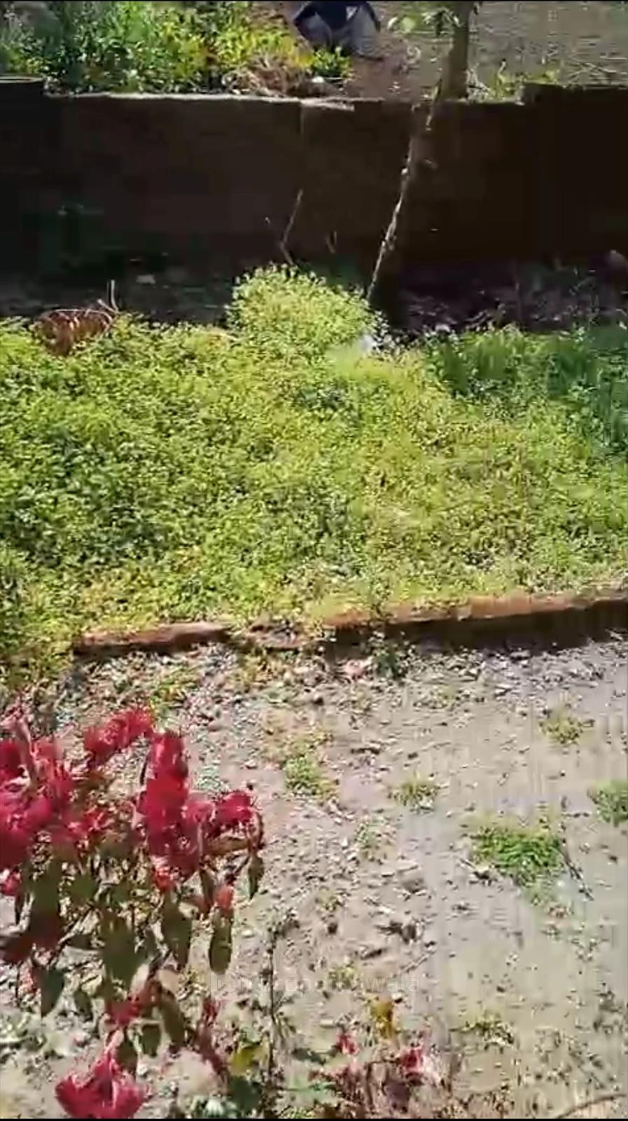 Individual plot