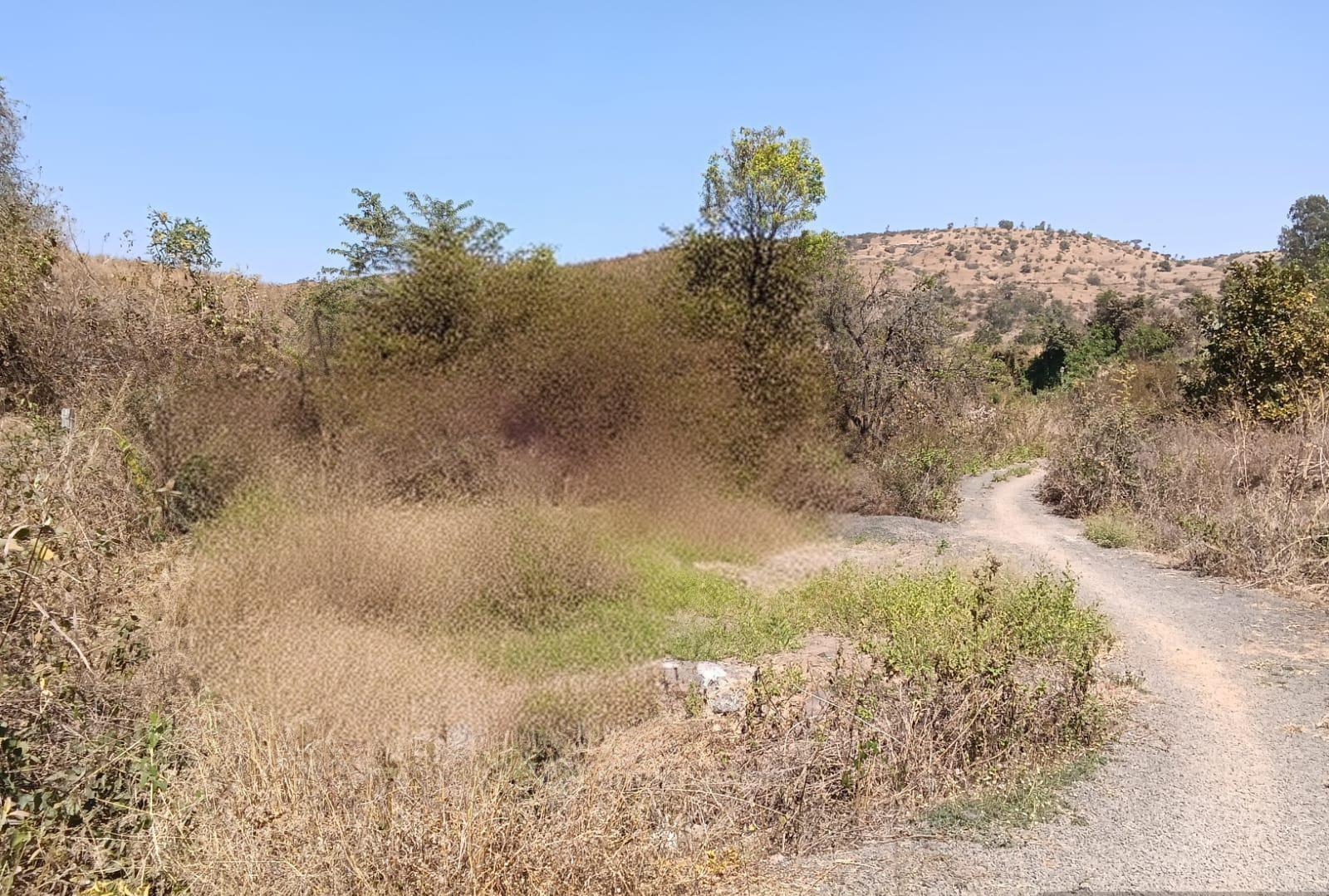 Plot view