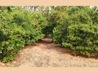 10,000 Sq. Ft Farm / Agriculture Land Available For Sale At Dahanu Road (E)