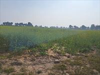 AGRICULTURE LAND FOR SALE SOHNA TO SIRMATHLA ROAD AREA