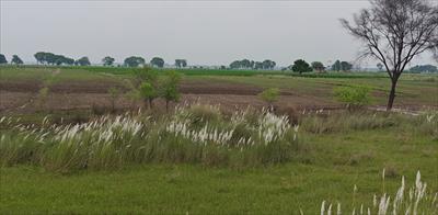 Agricultural Land for sale in Katesar, Varanasi
