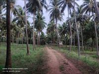 coconut farm for sale near Kinathukadavu.