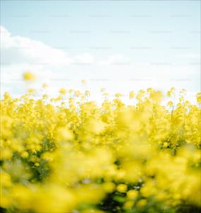 Agricultural Land for sale in Sohna Road area, Palwal