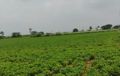 Agricultural Land for sale in Phagi, Jaipur
