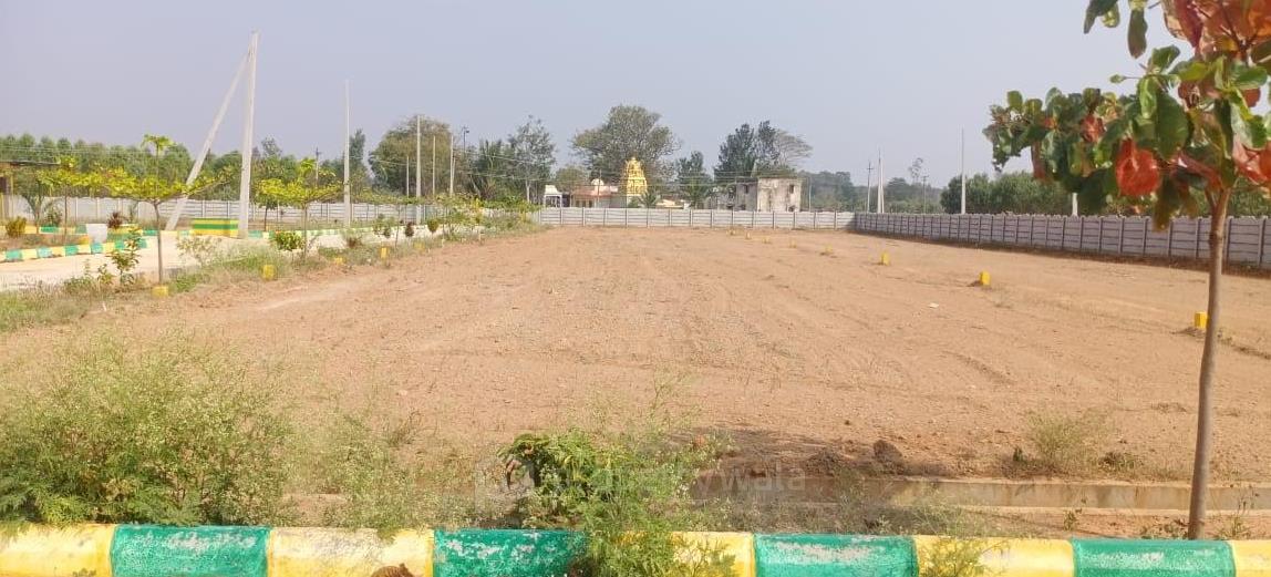 Plot View