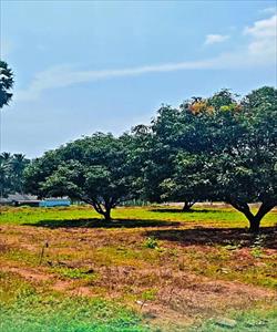 Agricultural Land for sale in Walayar, Coimbatore