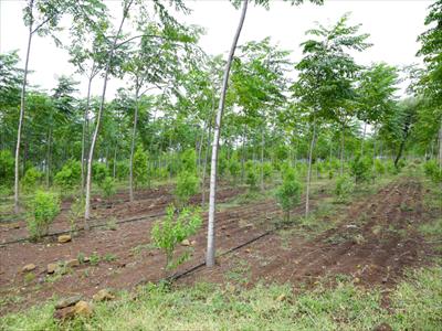 Residential Land for sale in Chintapally, Nalgonda