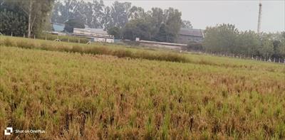 Agricultural Land for sale in Aurangabad, Palwal