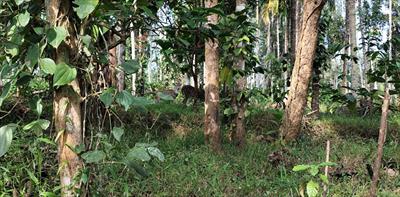 Agricultural Land for sale in Kenichira, Wayanad